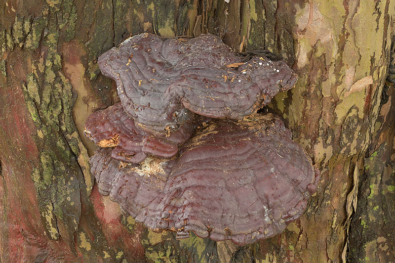 Ganoderma carnosum